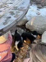 Willow, a female Australian Shepherd for sale in Sand Lake, MI – Photo 8 of 9