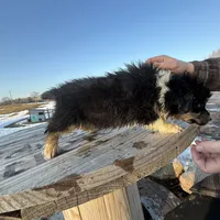 Willow, a female Australian Shepherd for sale in Sand Lake, MI – Photo 4 of 9