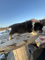 Willow, a female Australian Shepherd for sale in Sand Lake, MI – Photo 4 of 9