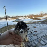 Willow, a female Australian Shepherd for sale in Sand Lake, MI – Photo 3 of 9