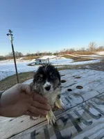 Willow, a female Australian Shepherd for sale in Sand Lake, MI – Photo 3 of 9