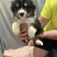 Willow, a female Australian Shepherd for sale in Sand Lake, MI – Photo 1 of 9