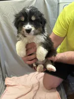 Willow, a female Australian Shepherd for sale in Sand Lake, MI – Photo 1 of 9