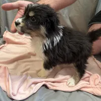 Willow, a female Australian Shepherd for sale in Sand Lake, MI – Photo 2 of 9