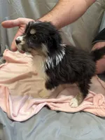 Willow, a female Australian Shepherd for sale in Sand Lake, MI – Photo 2 of 9