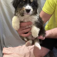 Willow, a female Australian Shepherd for sale in Sand Lake, MI – Photo 9 of 9