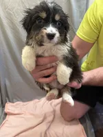 Willow, a female Australian Shepherd for sale in Sand Lake, MI – Photo 9 of 9