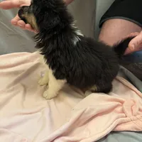 Teddy, a female Australian Shepherd for sale in Sand Lake, MI – Photo 2 of 2