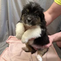 Teddy, a female Australian Shepherd for sale in Sand Lake, MI – Photo 1 of 2