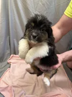 Teddy, a female Australian Shepherd for sale in Sand Lake, MI – Photo 1 of 2