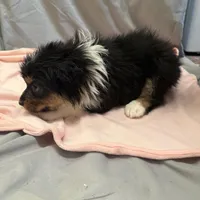 Rielly, a female Australian Shepherd for sale in Sand Lake, MI – Photo 4 of 5