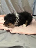 Rielly, a female Australian Shepherd for sale in Sand Lake, MI – Photo 4 of 5