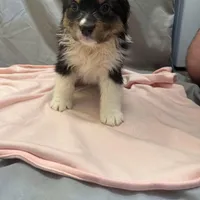 Rielly, a female Australian Shepherd for sale in Sand Lake, MI – Photo 2 of 5