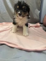 Rielly, a female Australian Shepherd for sale in Sand Lake, MI – Photo 2 of 5