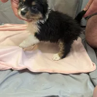 Rielly, a female Australian Shepherd for sale in Sand Lake, MI – Photo 5 of 5