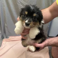 Rielly, a female Australian Shepherd for sale in Sand Lake, MI – Photo 1 of 5