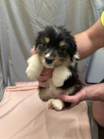 Rielly, a female Australian Shepherd for sale in Sand Lake, MI – Photo 1 of 5