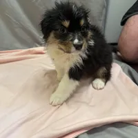 Rielly, a female Australian Shepherd for sale in Sand Lake, MI – Photo 3 of 5