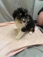 Rielly, a female Australian Shepherd for sale in Sand Lake, MI – Photo 3 of 5