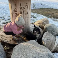 Shania , a female Australian Shepherd for sale in Sand Lake, MI – Photo 4 of 8