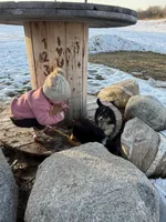 Shania , a female Australian Shepherd for sale in Sand Lake, MI – Photo 4 of 8