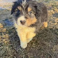 Shania , a female Australian Shepherd for sale in Sand Lake, MI – Photo 1 of 8
