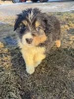 Shania , a female Australian Shepherd for sale in Sand Lake, MI – Photo 1 of 8