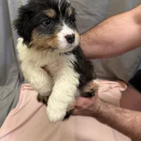 Shania , a female Australian Shepherd for sale in Sand Lake, MI – Photo 7 of 8