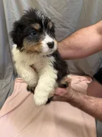Shania , a female Australian Shepherd for sale in Sand Lake, MI – Photo 7 of 8
