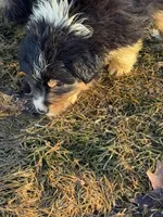 Shania , a female Australian Shepherd for sale in Sand Lake, MI – Photo 2 of 8