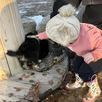 Shania , a female Australian Shepherd for sale in Sand Lake, MI – Photo 5 of 8
