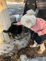 Shania , a female Australian Shepherd for sale in Sand Lake, MI – Photo 5 of 8