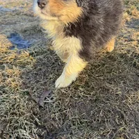 Shania , a female Australian Shepherd for sale in Sand Lake, MI – Photo 3 of 8