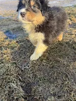 Shania , a female Australian Shepherd for sale in Sand Lake, MI – Photo 3 of 8