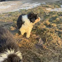 Shania , a female Australian Shepherd for sale in Sand Lake, MI – Photo 6 of 8