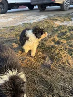 Shania , a female Australian Shepherd for sale in Sand Lake, MI – Photo 6 of 8