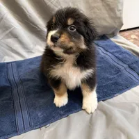 Jack, a male Australian Shepherd for sale in Sand Lake, MI – Photo 2 of 2