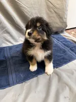 Jack, a male Australian Shepherd for sale in Sand Lake, MI – Photo 2 of 2