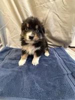 Jack, a male Australian Shepherd for sale in Sand Lake, MI – Photo 1 of 2