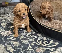 Scarlet , a female Goldendoodle for sale in New York City, NY – Photo 4 of 7