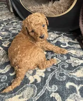 Scarlet , a female Goldendoodle for sale in New York City, NY – Photo 5 of 7