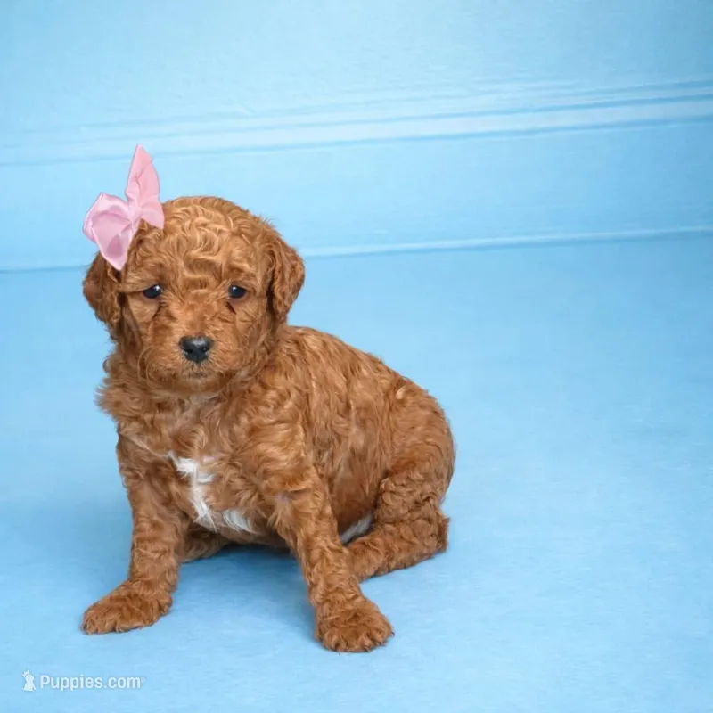 Scarlet , a female Goldendoodle for sale in New York City, NY – Photo 1 of 7