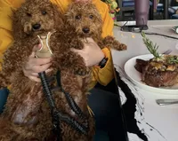 Scarlet , a female Goldendoodle for sale in New York City, NY – Photo 6 of 7