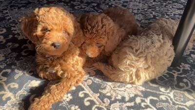 Scarlett, a female Goldendoodle for sale in New York City, NY – 6 of 7