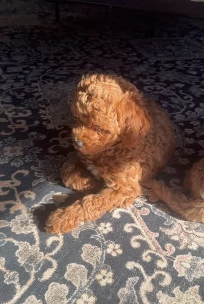 Scarlett, a female Goldendoodle for sale in New York City, NY – 7 of 7