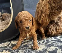 Poppy, a female Goldendoodle for sale in New York City, NY – Photo 4 of 7
