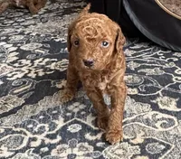 Poppy, a female Goldendoodle for sale in New York City, NY – Photo 3 of 7