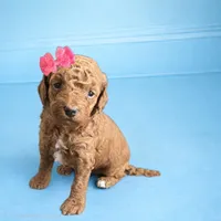 Poppy, a female Goldendoodle for sale in New York City, NY – Photo 1 of 7