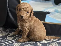 Poppy, a female Goldendoodle for sale in New York City, NY – Photo 2 of 7