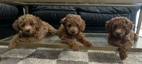 Scarlett, a female Goldendoodle for sale in New York City, NY – 5 of 7